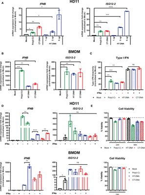 Chicken cGAS Senses Fowlpox Virus Infection and Regulates Macrophage Effector Functions